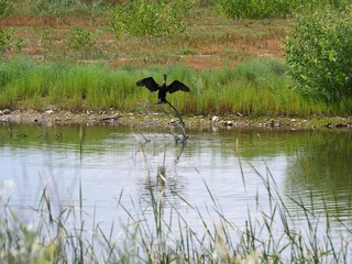 Double-crested Cormorant Drying Wings on a Pond in Summer Wetland