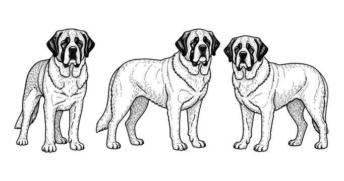 Detailed black and white illustrations of three saint bernard dogs