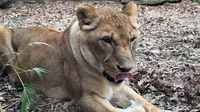 Leonessa rilassata allo zoo