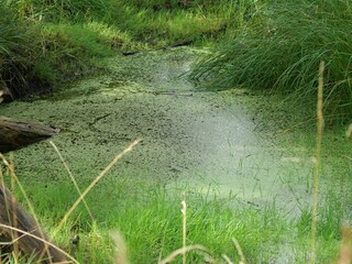 Duckweed Covering Still Water in a Summer Wetland Creek