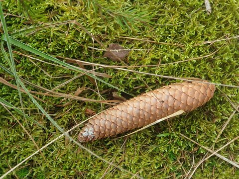 A spruce cone fallen from the tree on the mossy forest floor.