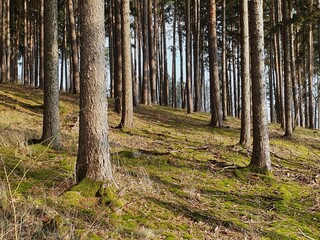Obraz premium Tall spruces and pines in a forest on a sloping terrain. in the late sunny afternoon.