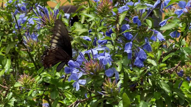 Butterfly feeding on blue Plumbago flowers in a sunny garden. Concept of nature, pollination, spring, summer
