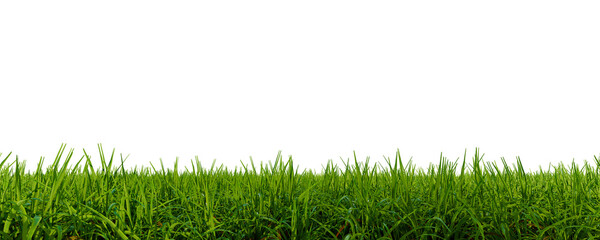 Obraz premium Grass field close-up. Green grass meadow. Nature landscape