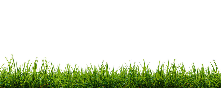 Grass field close-up.  Green grass meadow. Nature landscape