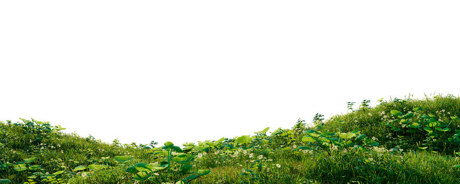 Wild plants on green grass hill