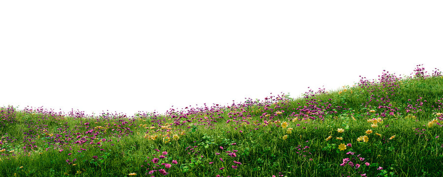 Green grass hill with flowers
