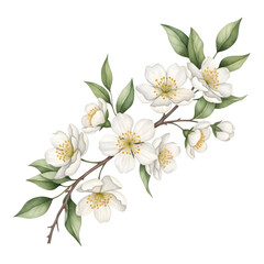 Fototapeta premium Watercolor White Jasmine Flower Branch Illustration isolated PNG with Transparent Background
