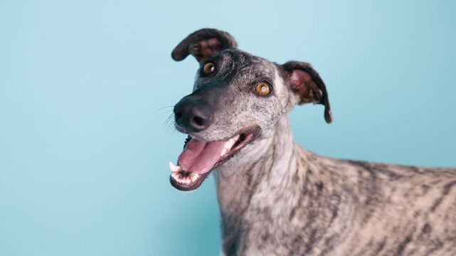Slow motion studio portrait of an adorable whippet dog with a funny expression. The happy greyhound is panting against a blue background