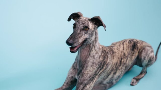 Elegant brindle whippet dog lying down and panting against a solid light blue background. Studio shot of a beautiful purebred sighthound