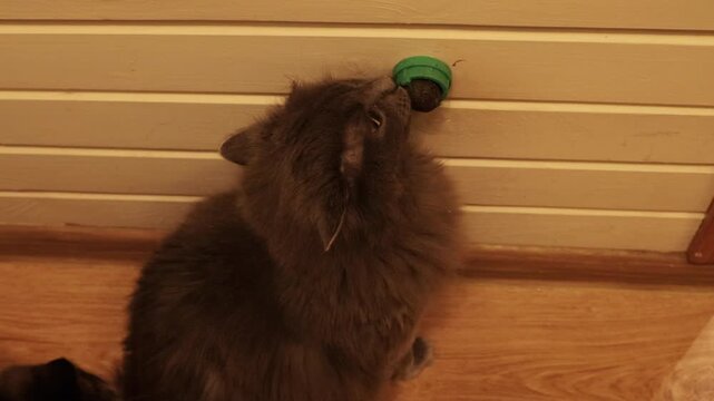 Curious domestic cat sits by a wall and plays with a hanging catnip ball, biting and chewing it with paws. Funny pet behavior, indoor enrichment toy, cozy home lifestyle scene