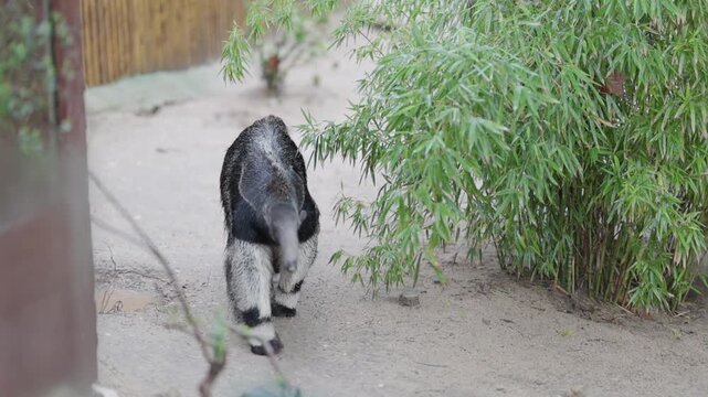 Giant anteater walking in its sandy habitat