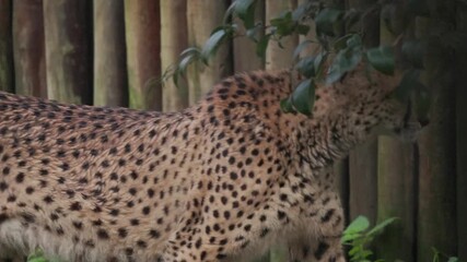 Graceful cheetah walking near wooden fence