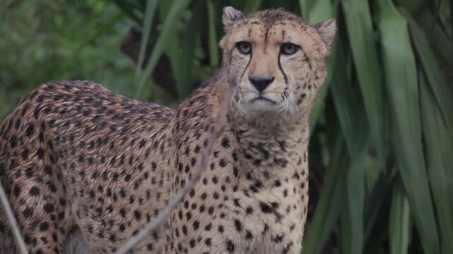 Alert cheetah looking around in the wild