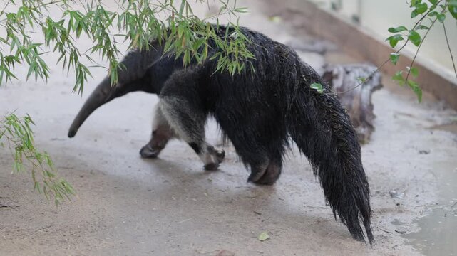 Giant anteater walking in its natural enclosure