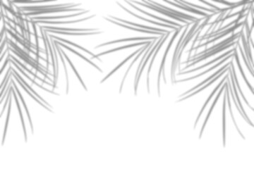 Fototapeta premium Realistic tropical palm shadow border isolated on transparent background. Dark exotic leaf silhouette. Summer foliage shadow overlay effect. Leaf shade for design, wallpaper, poster, decoration. PNG
