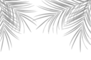 Realistic tropical palm shadow border isolated on transparent background. Dark exotic leaf silhouette. Summer foliage shadow overlay effect. Leaf shade for design, wallpaper, poster, decoration. PNG