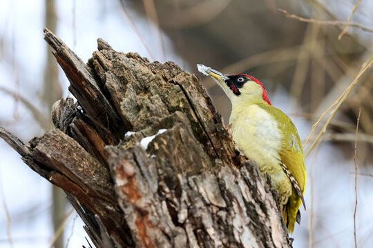 A european green woodpecker,Picus Viridis, perched on a tree and looking for larvae under the bark of a tree trunk.