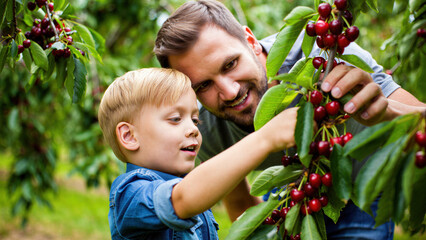 Father and son bonding in nature while picking cherries together, outdoor family activity, joyful harvesting experience, summertime orchard visit, fresh organic fruit picking