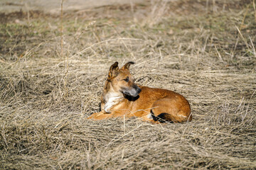 A brown and tan homeless mongrel dog is lying down in a field of dry, tall, yellowish grass. The dog is in a natural outdoor setting, looking off to the side with a calm expression.