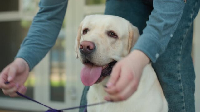 dog safety measures, proper harness fitting techniques, securing and attaching harnesses for guide dog safety, guidelines for correctly fitting and securing safety harnesses on guide dogs