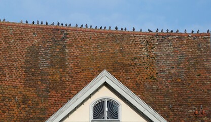 Tauben auf dem Dach