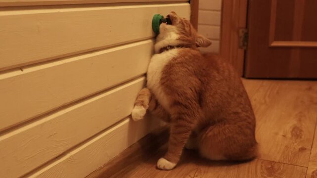 Curious domestic cat sits by a wall and plays with a hanging catnip ball, biting and chewing it with paws. Funny pet behavior, indoor enrichment toy, cozy home lifestyle scene