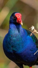 Vibrant bird portrait with iridescent blue plumage and bright red forehead, against blurred foliage