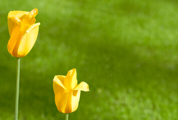      Yellow tulips in blossom in the park after rain   