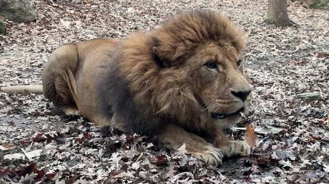 Leone nervoso allo zoo