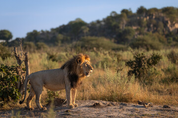 A large, male lion (Panthera leo) looks over the landscape of the Savuti area of Chobe National Park Botswana.  © David W Shaw
