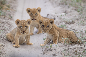 Naklejka premium Three very young lion cubs (Panthera leo) look toward the camera in Botswana's Chobe National Park. 