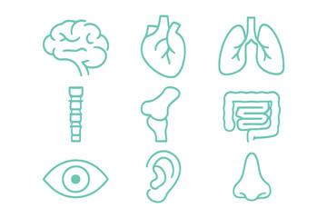 Human senses and organs illustration showcasing brain, heart, and lungs from a medical viewpoint