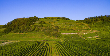 Reben Weinberge Luftaufnahme Drohnenbider