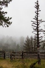 Obraz premium forest in the fog