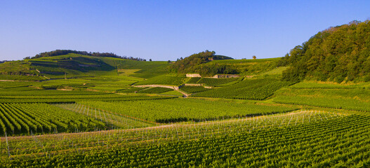 Reben Weinberge Luftaufnahme Drohnenbider