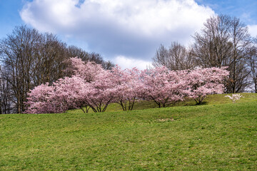 Cherry blossoms in Munich, Germany. Pink cherry blossoms with a blue and cloudy sky background. Spring in Germany.