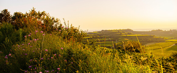 Weinberge Reben Winzer