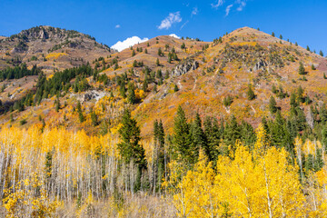 Hiking views through vibrant aspen groves and mountain meadows on the trail to Stewart Falls in...