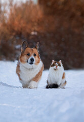 cute pets fluffy tricolor cat and corgi dog sitting on snow in winter snowy sunny garden
