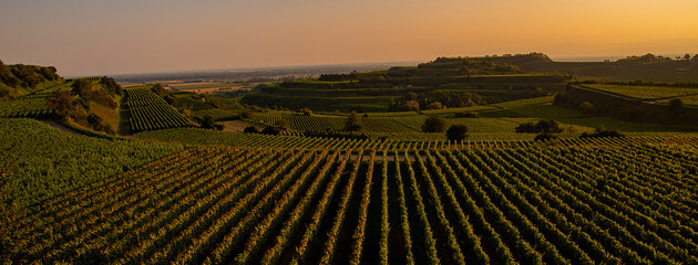 Weinberge Reben Winzer