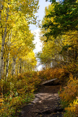 Fototapeta premium Vibrant yellow aspen leaves blanket a well-trodden dirt path on the trail to Stewart Falls. Hikers enjoy a golden canopy of autumn foliage against the rugged backdrop of Mount Timpanogos.