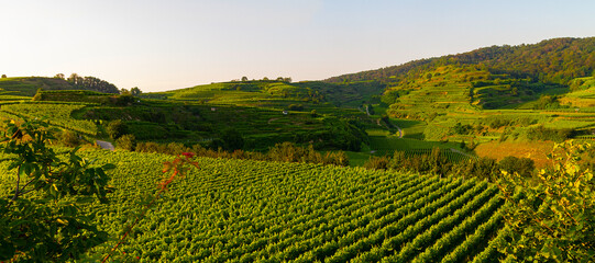 Weinberge Reben Winzer
