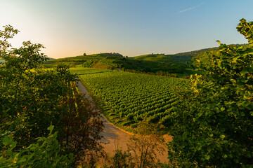 Weinberge Reben Winzer