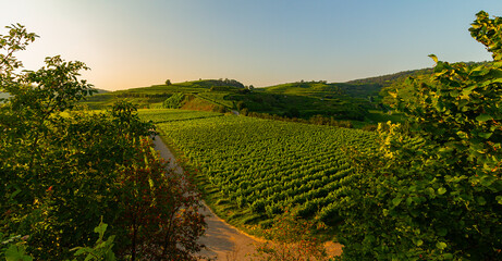 Weinberge Reben Winzer