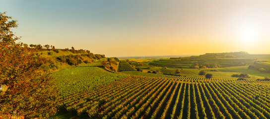 Weinberge Reben Winzer
