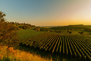 Weinberge Reben Winzer