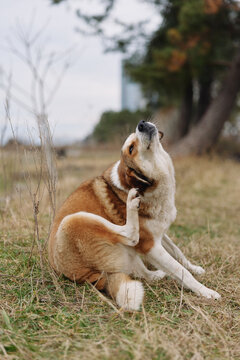 Dog lying in a grassy park, scratching neck with paw, calm moment outdoors, natural light, seasonal backdrop, playful animal relaxed pose amid trees and open space with soft focus in distance
