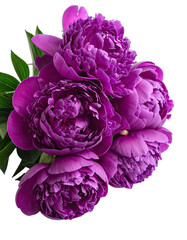 A striking cluster of vibrant magenta peonies set against a deep black background.