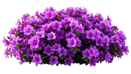 A dense cluster of vibrant purple azalea flowers set against a solid black background.